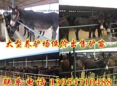 江蘇盱眙縣(綿羊羊羔價格)_農副產品_世界工廠網