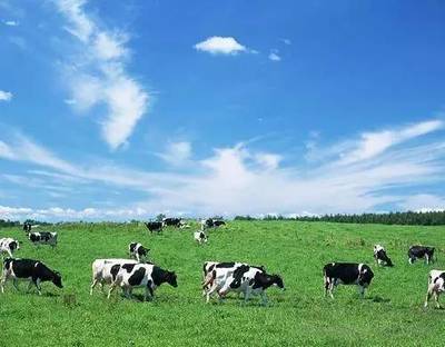 為何我國畜牧業主產區牛羊肉價格反倒更貴?