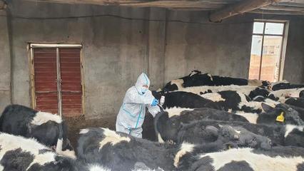 庫爾勒市開展春季動物防疫接種 保證畜產品安全