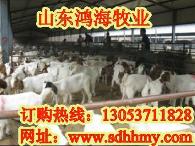 山東畜牧局肉驢種羊價格肉驢肉牛網專業肉牛養殖基地-錢眼產品
