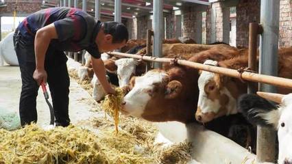 甘肅廣河縣“糧改飼”帶動畜牧發展實現脫貧攻堅
