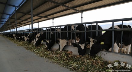 【創新·超越】清水六措推動畜牧產業再上新臺階(圖)