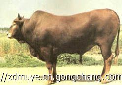 廣東深圳養(yǎng)牛場-深圳養(yǎng)牛基地-大型養(yǎng)牛場在哪_農(nóng)副產(chǎn)品_世界工廠網(wǎng)