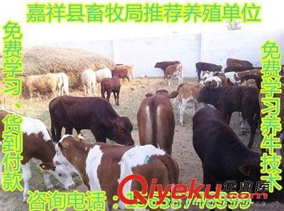優惠大酬賓-嘉祥縣畜牧局推薦一批優質西門塔爾牛,免費運輸-嘉祥縣民富養殖場提供優惠大酬賓-嘉祥縣畜牧局推薦一批優質西門塔爾牛,免費運輸的相關介紹、產品、服務、圖片、價格嘉祥縣民富養殖場、肉牛;種羊;肉驢;西門塔爾牛;魯西黃牛;小尾寒羊;波爾山羊;利木贊牛;斗雞;細犬;獺兔;黑山羊;馬匹;長毛兔;青山羊