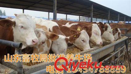 西門塔爾牛適應(yīng)能力強(qiáng) 養(yǎng)牛扶貧政策-嘉祥縣奧豐牛羊養(yǎng)殖場提供西門塔爾牛適應(yīng)能力強(qiáng) 養(yǎng)牛扶貧政策的相關(guān)介紹、產(chǎn)品、服務(wù)、圖片、價(jià)格嘉祥縣奧豐牛羊養(yǎng)殖場、西門塔爾;小尾寒羊;波爾山羊;黑山羊;杜泊綿羊;魯西黃牛;夏洛萊牛;改良牛犢;肉羊養(yǎng)殖場;肉羊養(yǎng)殖場