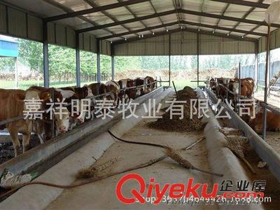 山東明泰畜牧良種基地 常年供應(yīng)各種優(yōu)質(zhì)西門塔爾牛 肉牛-嘉祥明泰牧業(yè)提供山東明泰畜牧良種基地 常年供應(yīng)各種優(yōu)質(zhì)西門塔爾牛 肉牛的相關(guān)介紹、產(chǎn)品、服務(wù)、圖片、價(jià)格嘉祥明泰牧業(yè)、牛;羊;驢
