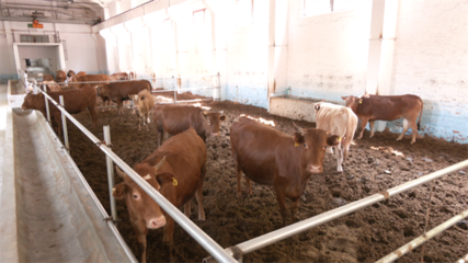 安順經開區:"二八模式"助力肉牛養殖戶致富增收