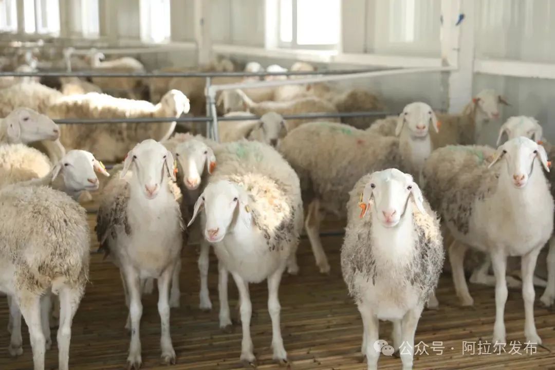 【建設現代化養殖小區】 白羽雞是我省優質畜牧產品之一,年出欄量約16