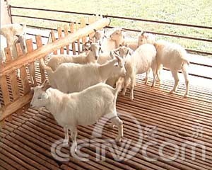 魅力農產品之江蘇篇:海門山羊(2008.11.19)(組圖)_財經臺