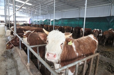 肉牛養殖場。