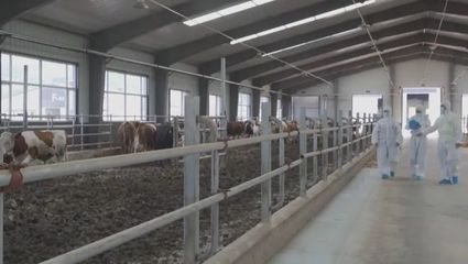 邁出新步伐 取得新成效 吉林:肉牛產(chǎn)業(yè)