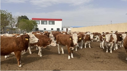 “涼州黃白花牛肉”榮獲全國名特優(yōu)新農(nóng)產(chǎn)品稱號