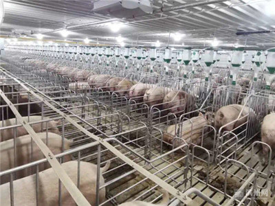 濱州畜牧業上半年實現產值662.28億元