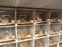 山東畜牧局獺兔種兔肉兔種兔繁育基地_農副產品_世界工廠網