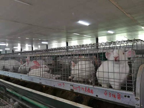 從4個大棚只結一顆棗到棚產2000斤,山東88名農科專家下鄉掛職帶來了啥