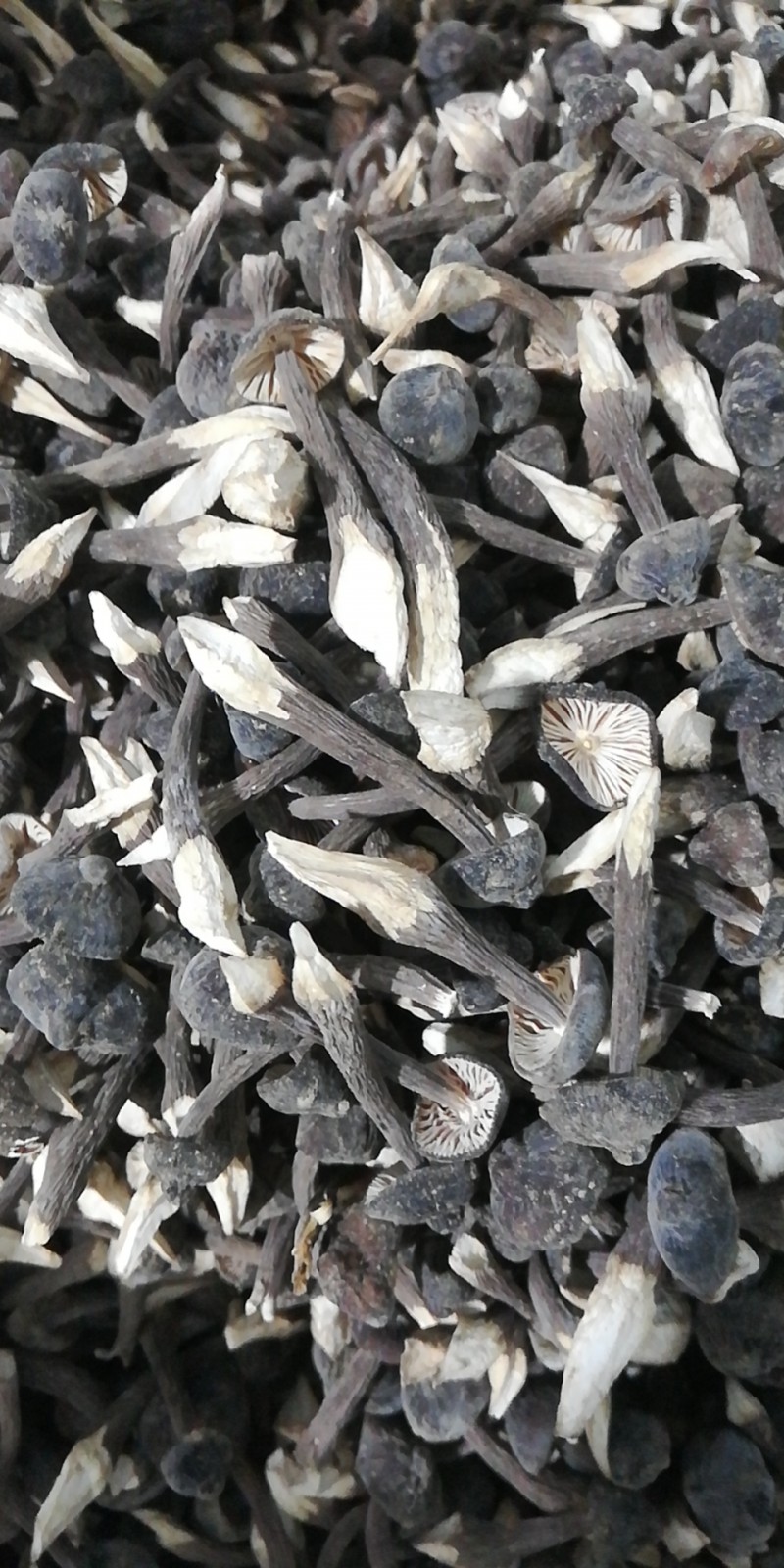 干雞樅菌_菌菇干貨_農(nóng)業(yè)/畜牧_產(chǎn)品_企騰網(wǎng)工廠優(yōu)選