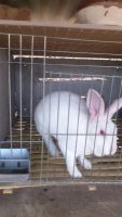 山東畜牧局獺兔種兔肉兔種兔繁育基地_農(nóng)副產(chǎn)品_世界工廠網(wǎng)