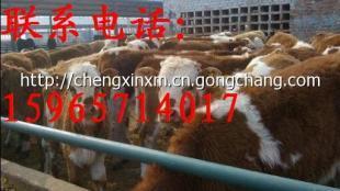 河南省鶴壁市有沒有畜牧局正規(guī)肉牛養(yǎng)殖場_農(nóng)副產(chǎn)品_世界工廠網(wǎng)