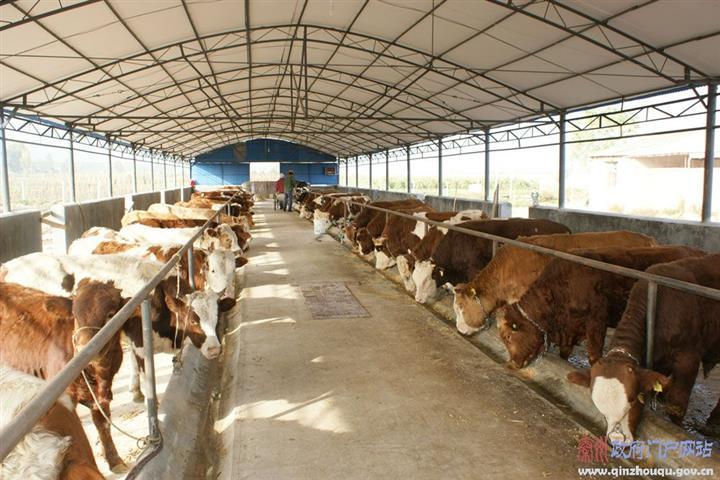 最新產品_肉牛_山東畜牧局牛羊驢改良繁育基地_第7頁